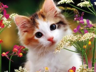 кот